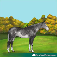 Horse Color:Platinum Silver Buckskin 