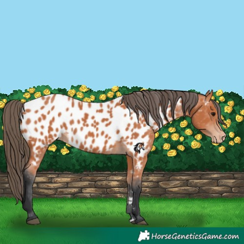 Horse Color:Bay Appaloosa