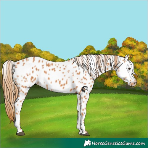 Horse Color:Chestnut Appaloosa 