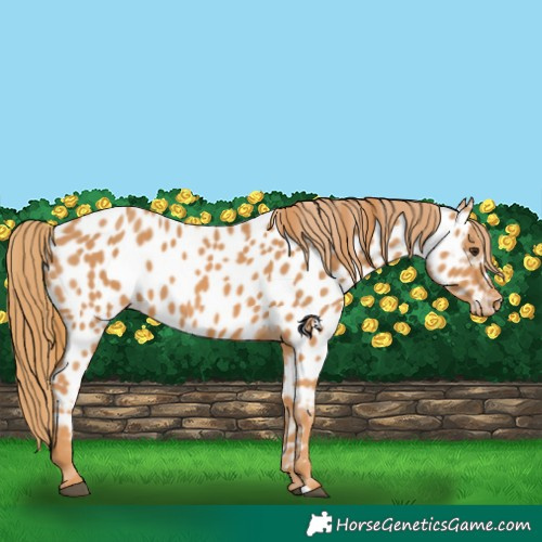 Horse Color:Chestnut Appaloosa 