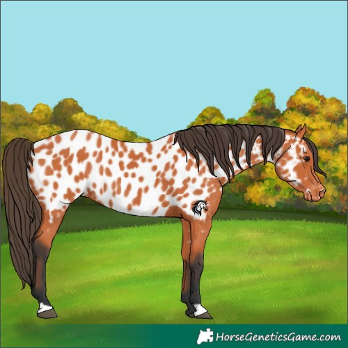 Horse Color:Bay Appaloosa 