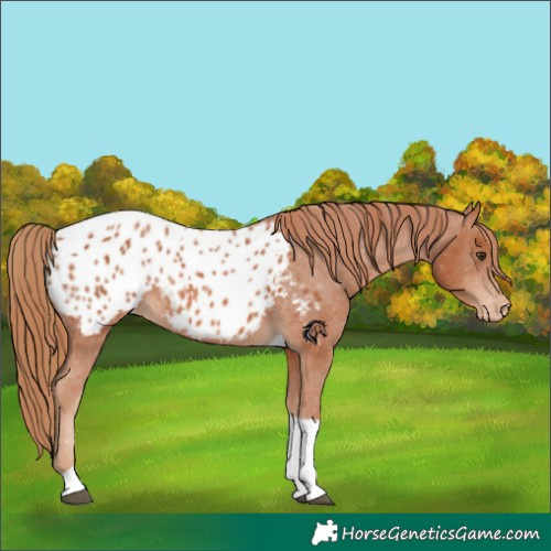 Horse Color:Chestnut Tobiano Appaloosa