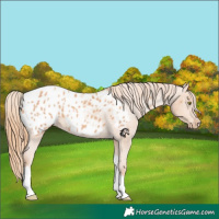 Horse Color:Gold Champagne Tobiano Appaloosa 