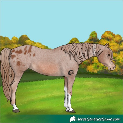 Horse Color:Chestnut Tobiano Appaloosa
