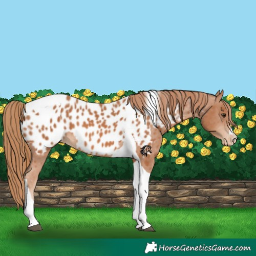 Horse Color:Chestnut Tobiano Appaloosa