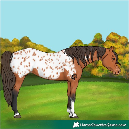 Horse Color:Bay Tobiano Appaloosa 