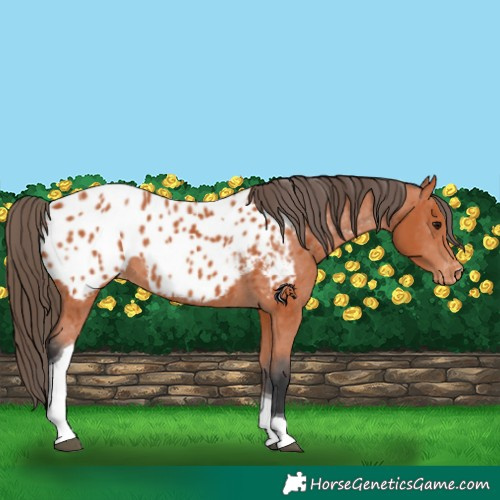 Horse Color:Bay Tobiano Appaloosa 