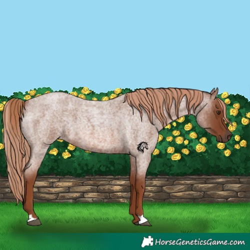 Horse Color:Red Roan 