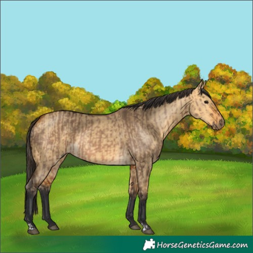 Horse Color:Bay Dun  and Buckskin Dun 