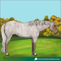 Horse Color:Silver Blue Roan 