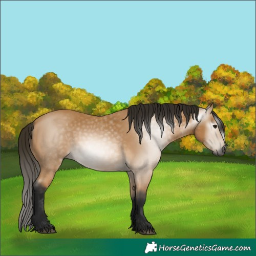 Horse Color:Gray Buckskin 