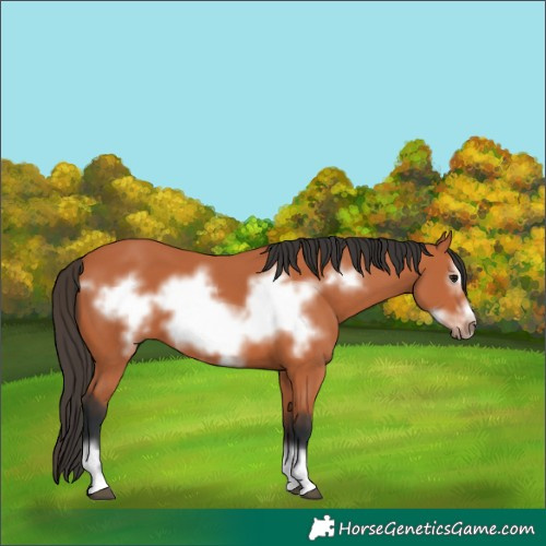 Horse Color:Bay Frame