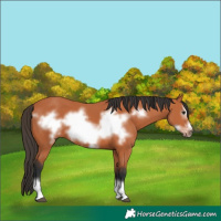 Horse Color:Bay Frame 