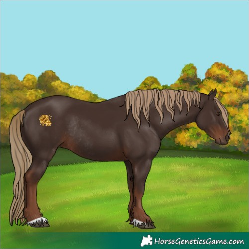 Horse Color:Liver Chestnut Rabicano 