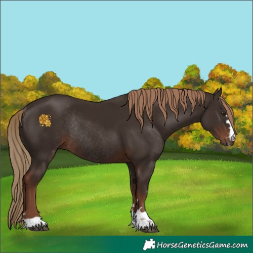 Horse Color:Liver Chestnut Rabicano 