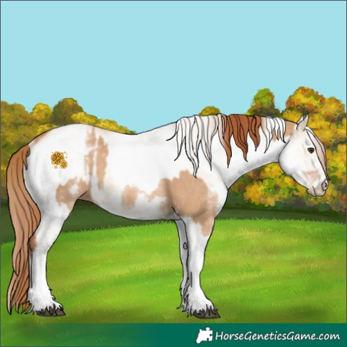 Horse Color:White Spotted Red Dun Rabicano  and White Spotted Red Dun Rabicano 