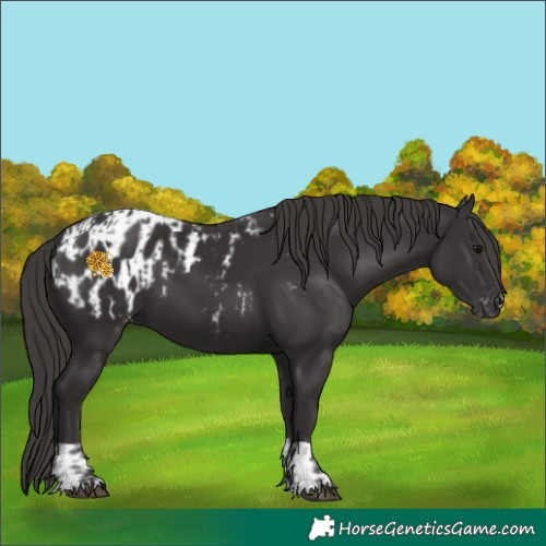 Horse Color:Smoky Black  and Smoky Black Appaloosa 