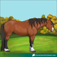 Horse Color:Unknown 