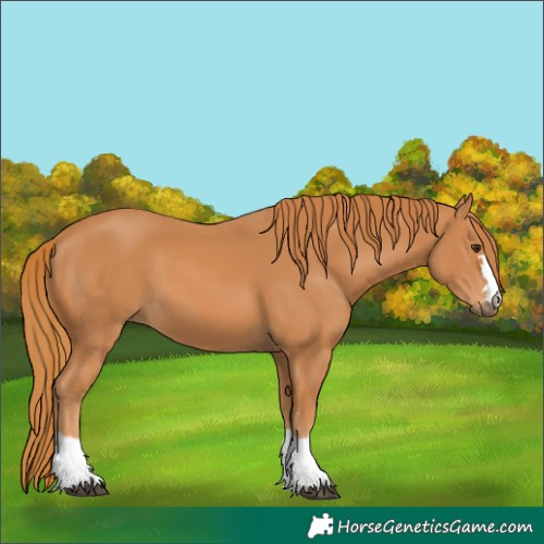 Horse Color:Unknown 