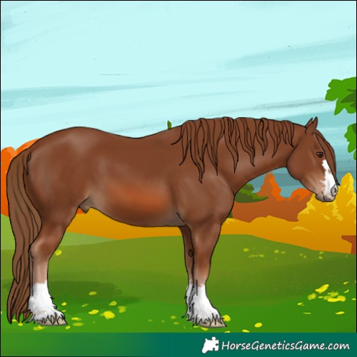 Horse Color:Chestnut 