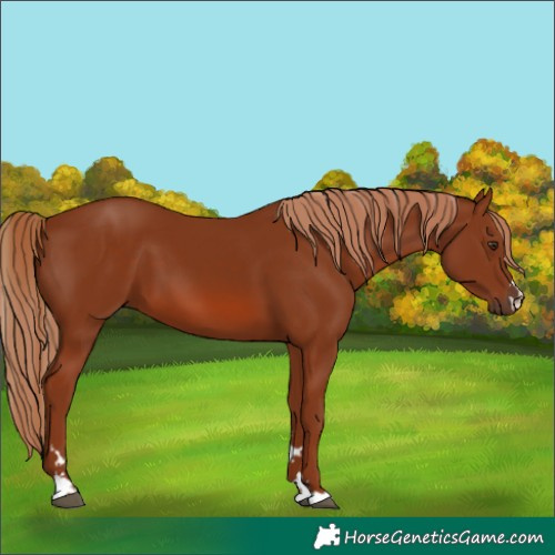Horse Color:Chestnut 