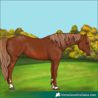 Horse Color:Chestnut 