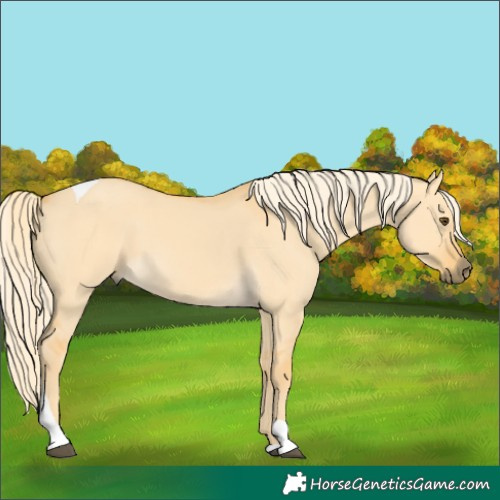 Horse Color:Palomino Dun Tobiano 