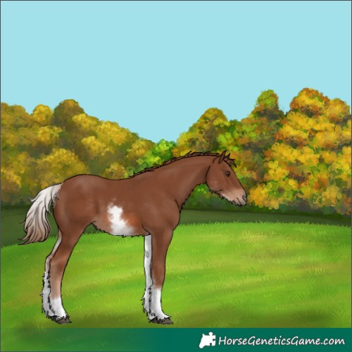 Horse Color:White Spotted Chestnut Sabino 