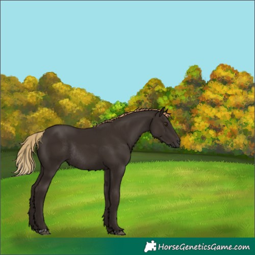 Horse Color:Liver Chestnut Rabicano 