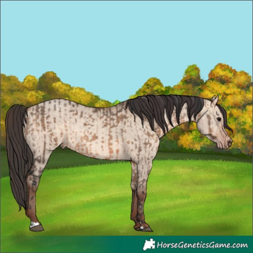 Horse Color:Brown Dun and Sable Champagne Dun