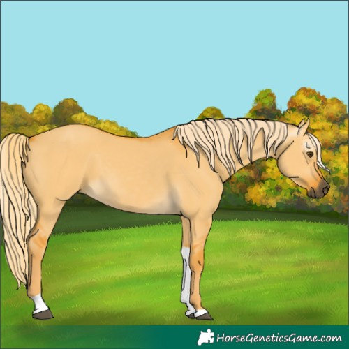Horse Color:Gray Palomino Dun Tobiano 