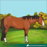 Horse Color:Bay 