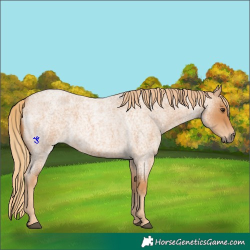 Horse Color:Red Roan