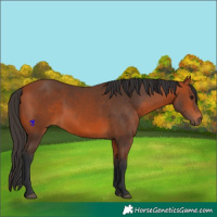 Horse Color:Bay 