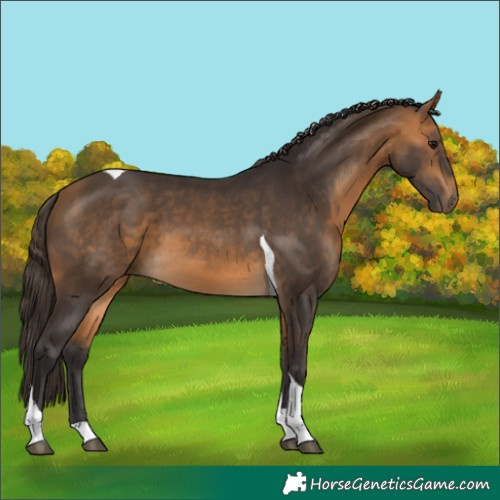 Horse Color:Buckskin Tobiano 