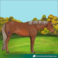 Horse Color:Chestnut 