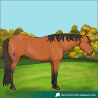 Horse Color:Bay 