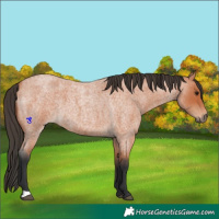 Horse Color:Bay Roan 