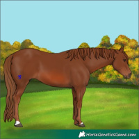 Horse Color:Chestnut 