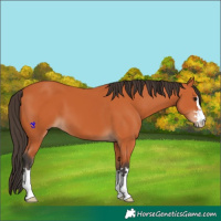 Horse Color:Bay 