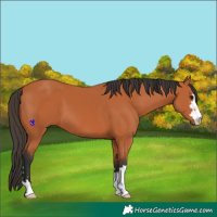 Horse Color:Bay 