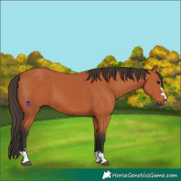Horse Color:Bay 