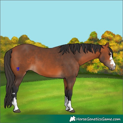 Horse Color:Bay 