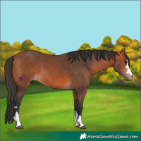 Horse Color:Bay 