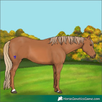 Horse Color:Chestnut 