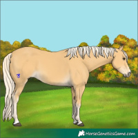 Horse Color:Palomino 
