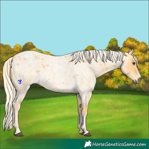 Horse Color:Palomino Roan 