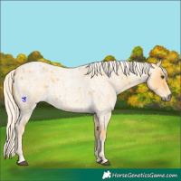 Horse Color:Palomino Roan 