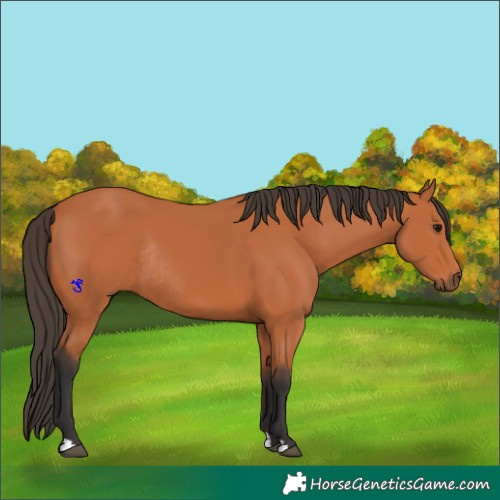 Horse Color:Bay Rabicano 
