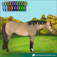 Horse Color:Buckskin Dun 